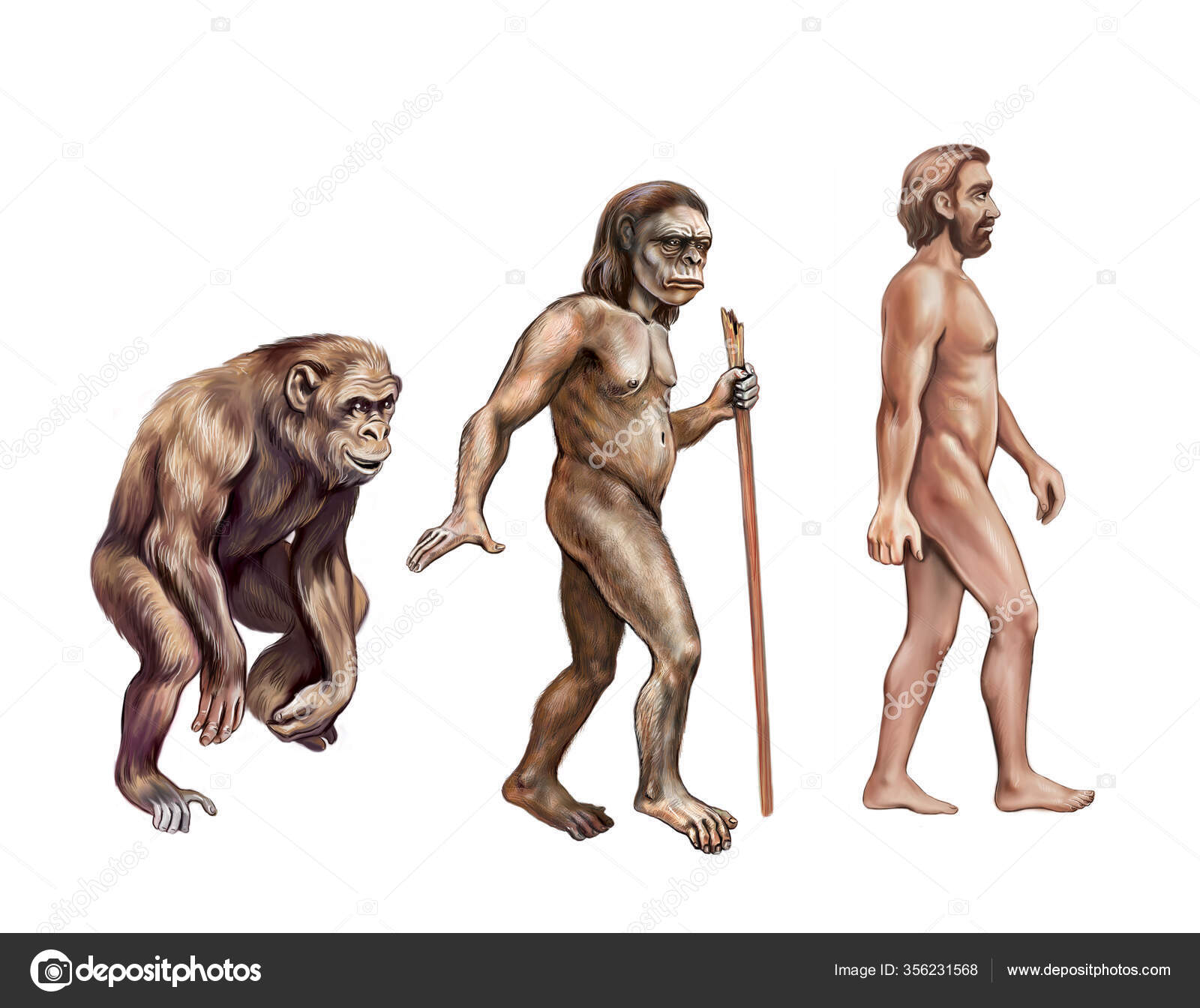 Evolução Humana Macaco Australopithecus Homo Sapiens Desenho Realista  Ilustração Para fotos, imagens de © Liliya.Butenko #356231568